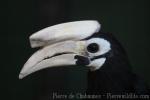 Palawan hornbill