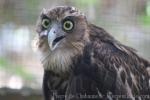 Philippine eagle-owl