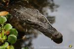 Philippine crocodile