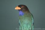 Oriental dollarbird