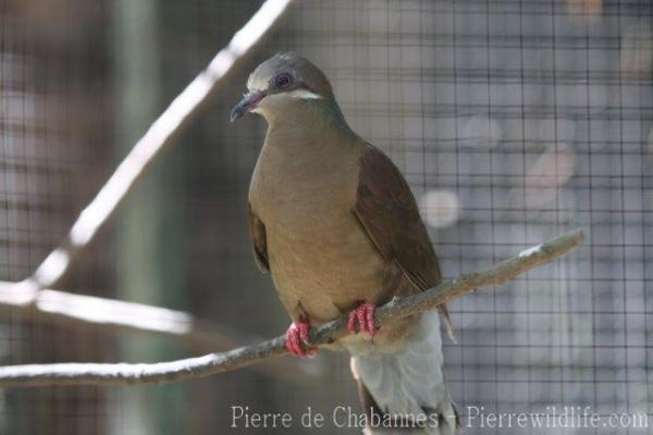 Short-billed brown-dove