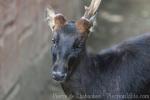 Mindanao brown deer