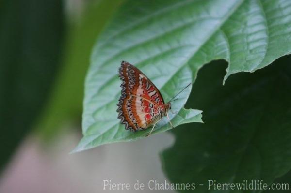 Red lacewing