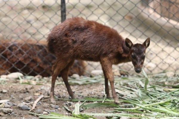 Mindanao brown deer