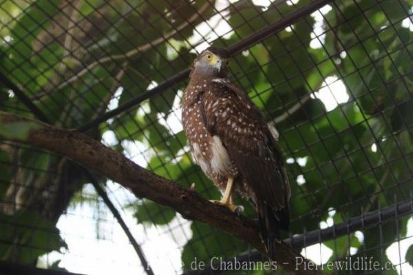 Philippine serpent-eagle