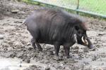 Mindanao warty pig