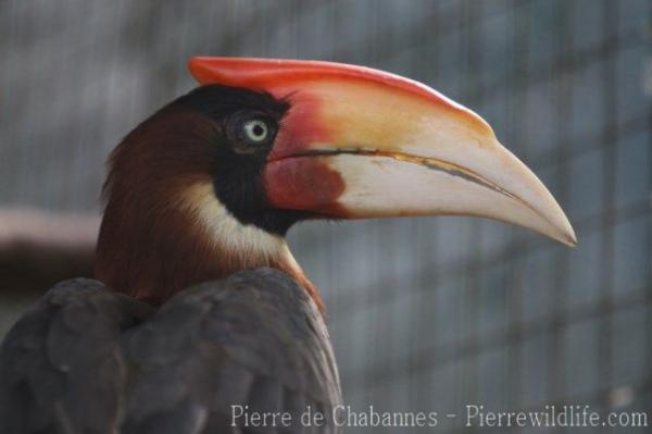 Southern rufous hornbill