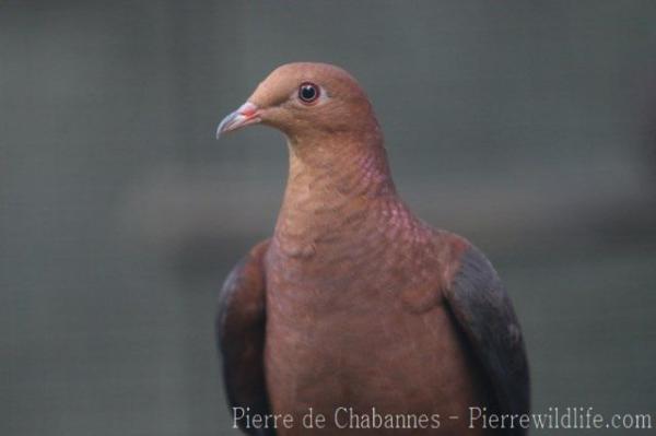 Philippine cuckoo-dove