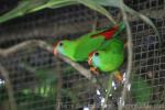 Philippine hanging-parrot