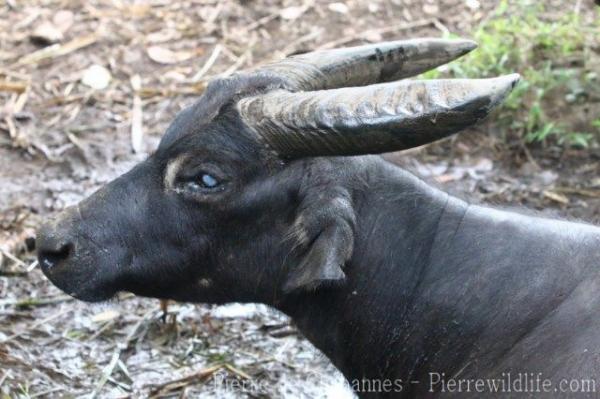 Tamaraw