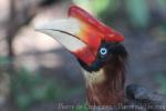 Southern rufous hornbill