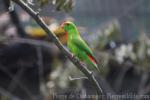 Philippine hanging-parrot