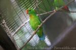 Philippine hanging-parrot