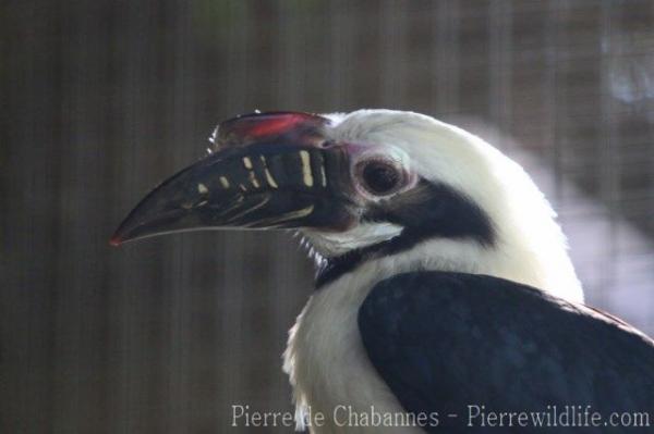 Visayan hornbill