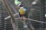 Yellow-breasted Fruit-dove