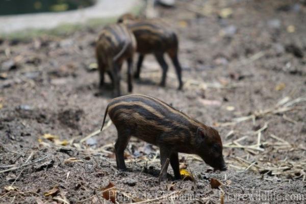 Visayan warty pig