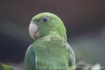 Blue-backed parrot