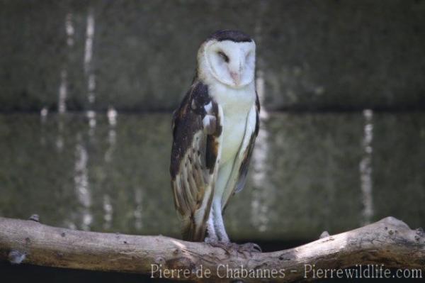 Eastern grass owl