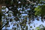 Giant golden-crowned flying-fox