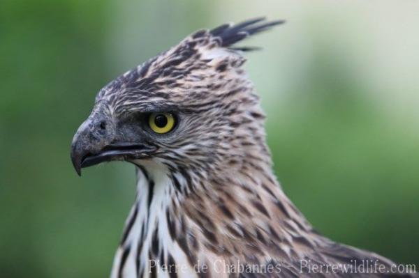 South Philippine hawk-eagle