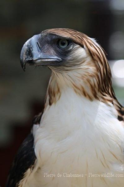 Philippine eagle