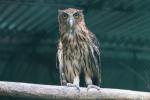 Philippine eagle-owl