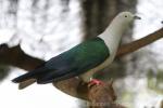 Elegant imperial pigeon