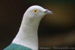 Elegant imperial pigeon