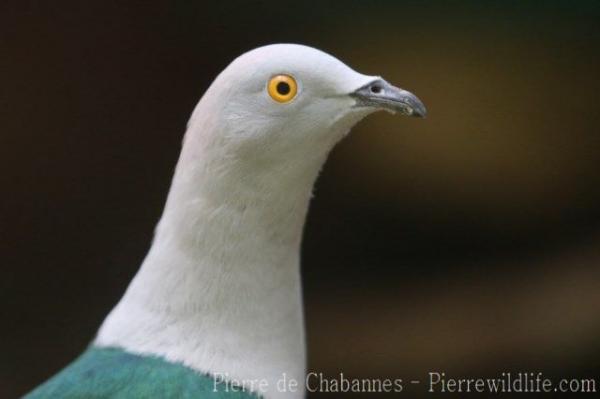 Elegant imperial pigeon