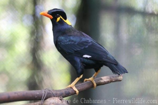 Palawan hill myna