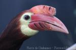 Rufous-headed hornbill