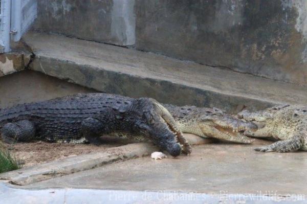 Saltwater crocodile
