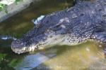 Saltwater crocodile