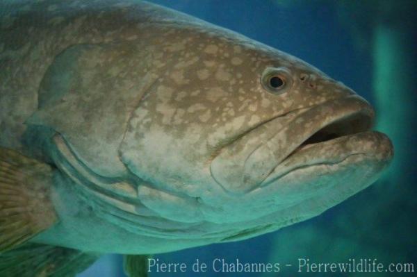 Giant grouper