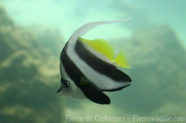 Pennant coralfish