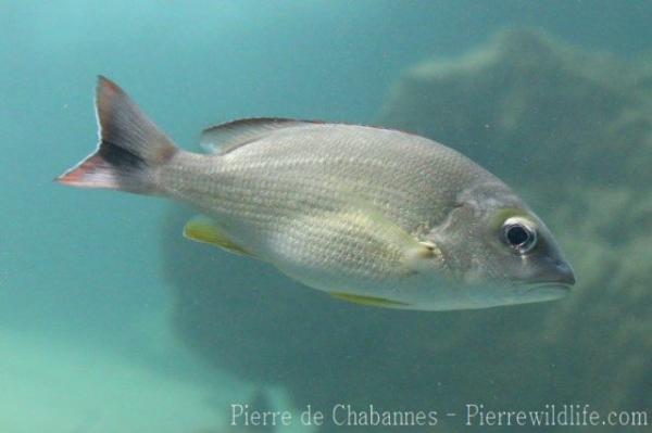 Blacktail snapper