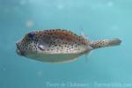 Shortnose boxfish