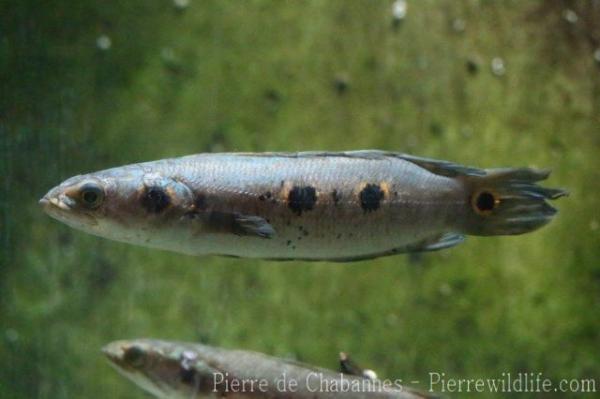 Blackblotch snakehead