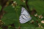 Indochinese striped albatross