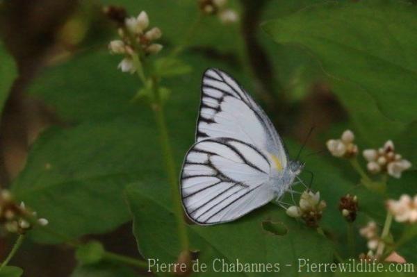 Indochinese striped albatross