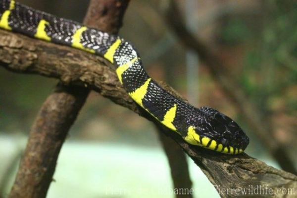 Mainland mangrove snake