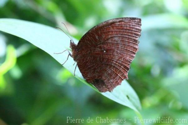 Common palmfly