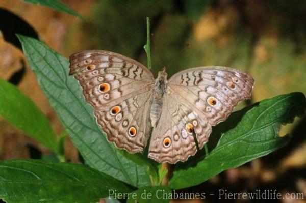 Grey pansy