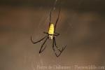 Batik golden orb weaver