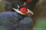 Blue eared-pheasant