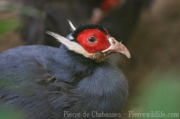 Blue eared-pheasant