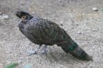 Malay peacock-pheasant