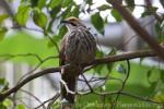 Straw-headed bulbul