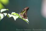 Tailed jay