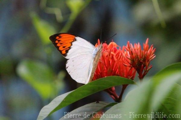 Greater orangetip